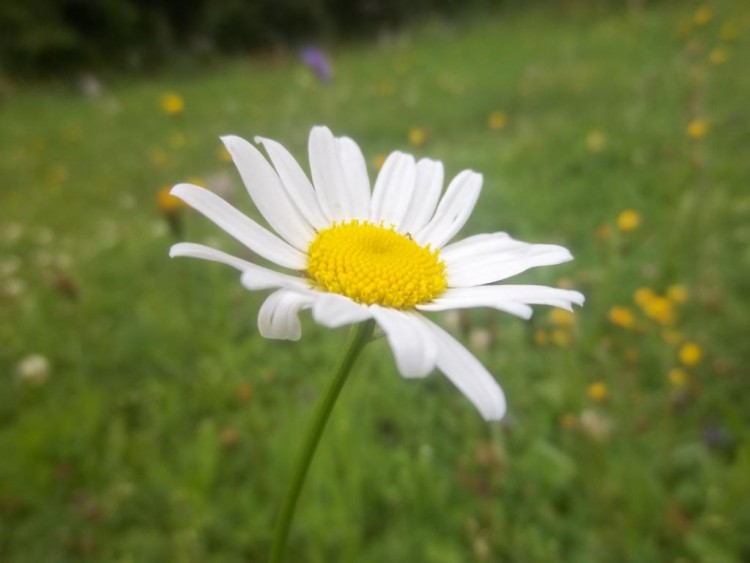 Wallpapers Nature Flowers marguerite