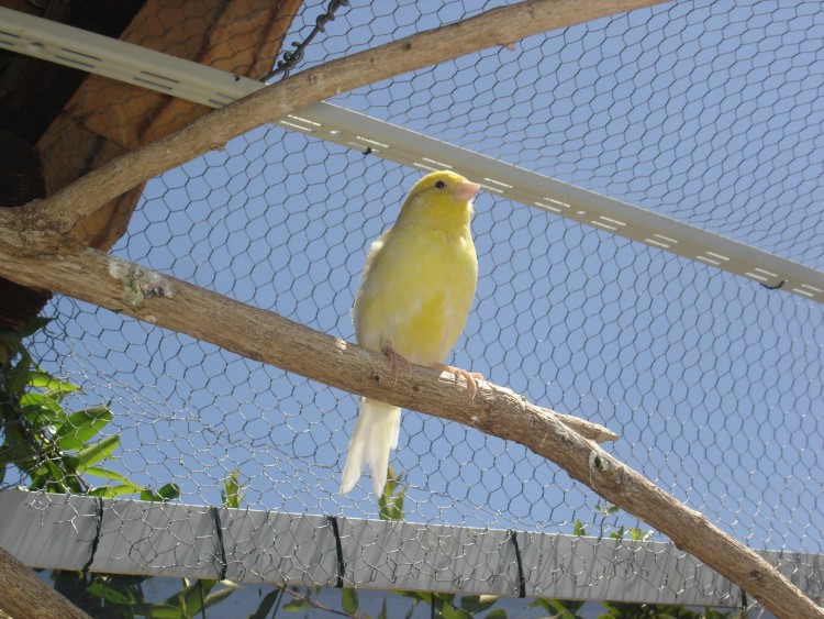 Fonds d'cran Animaux Oiseaux - Canaris Wallpaper N283870