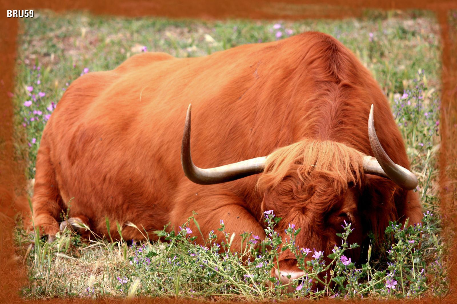 Wallpapers Animals Cows - Bulls - Beef Taureau  la robe rouille