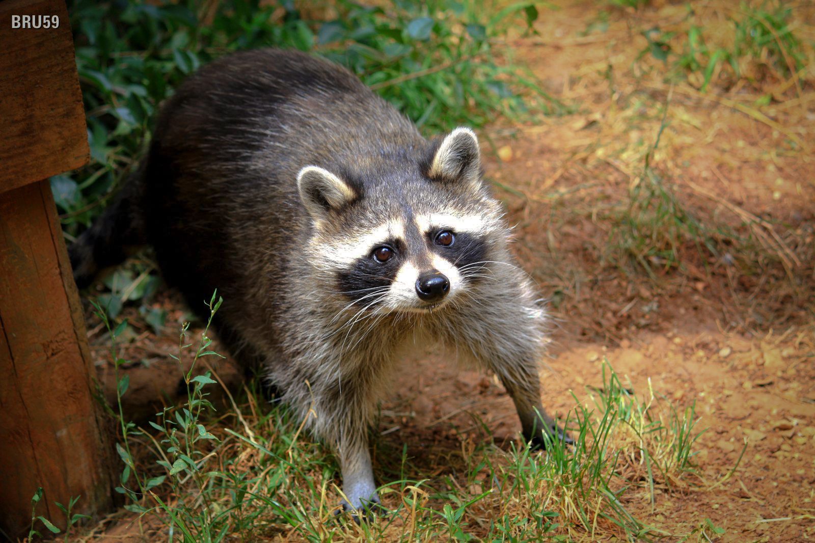 Wallpapers Animals Raccoons Raton Laveur sur ses gardes