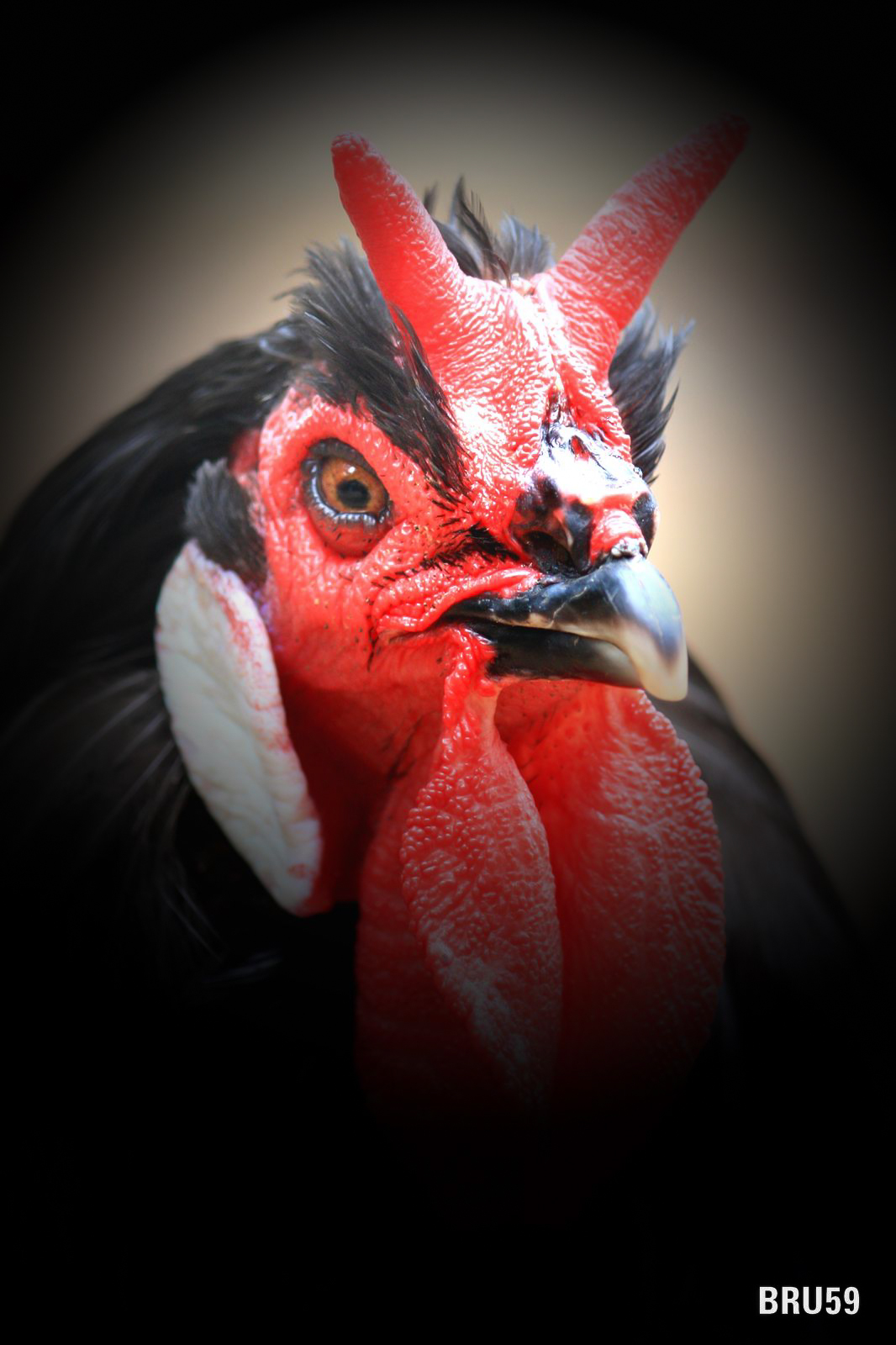 Fonds d'cran Animaux Oiseaux - Poules et Coqs Poule flche rouge