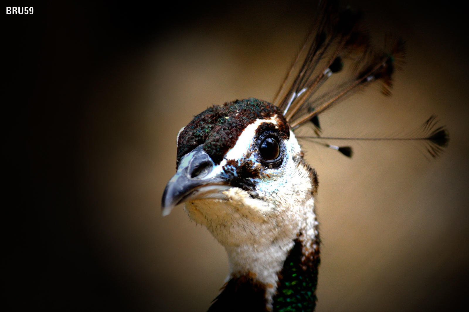 Wallpapers Animals Birds - Peacocks Paon brun