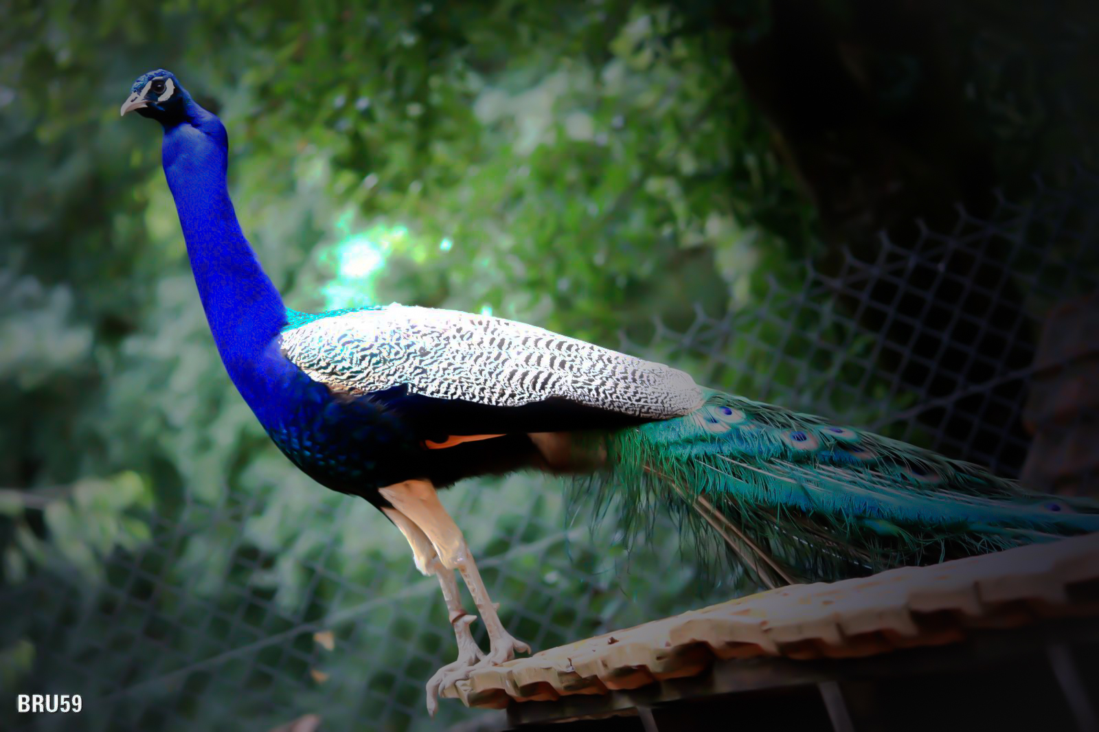 Wallpapers Animals Birds - Peacocks Paon surveillant son territoire