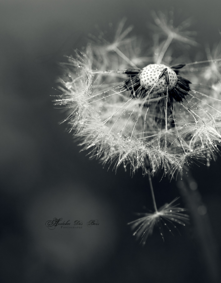 Fonds d'cran Nature Fleurs Calme.