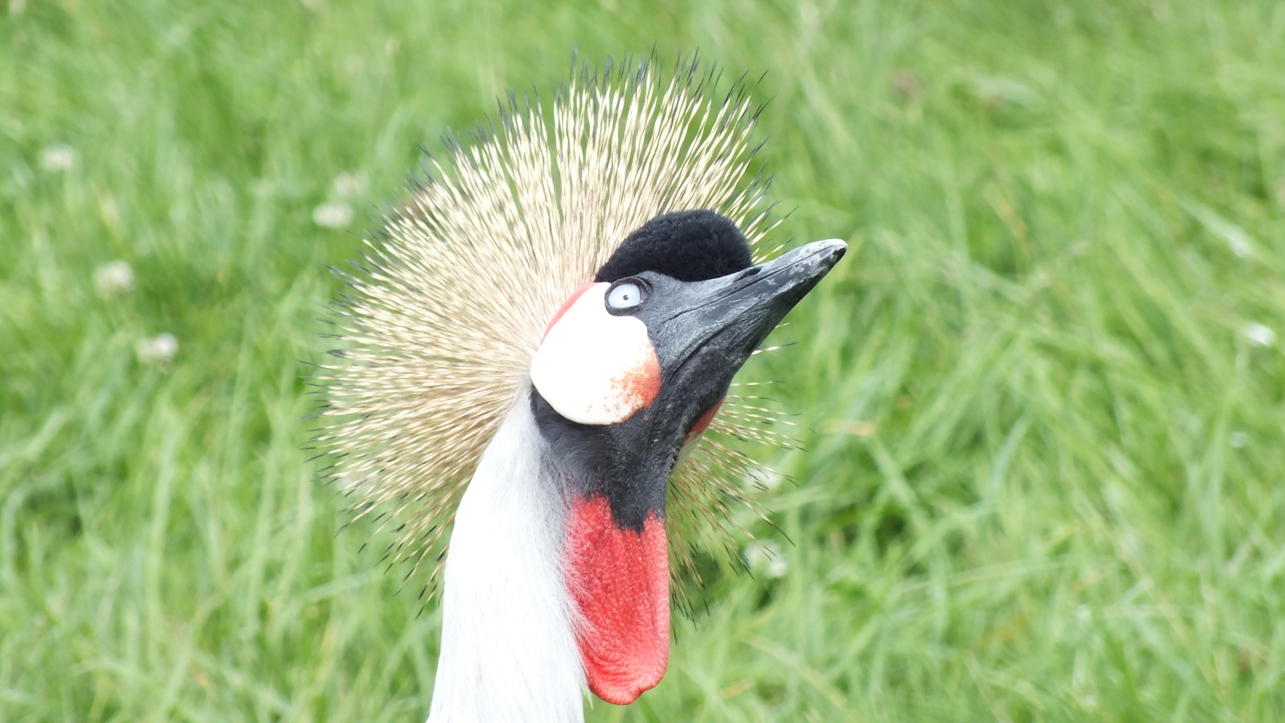 Fonds d'cran Animaux Oiseaux - Divers 