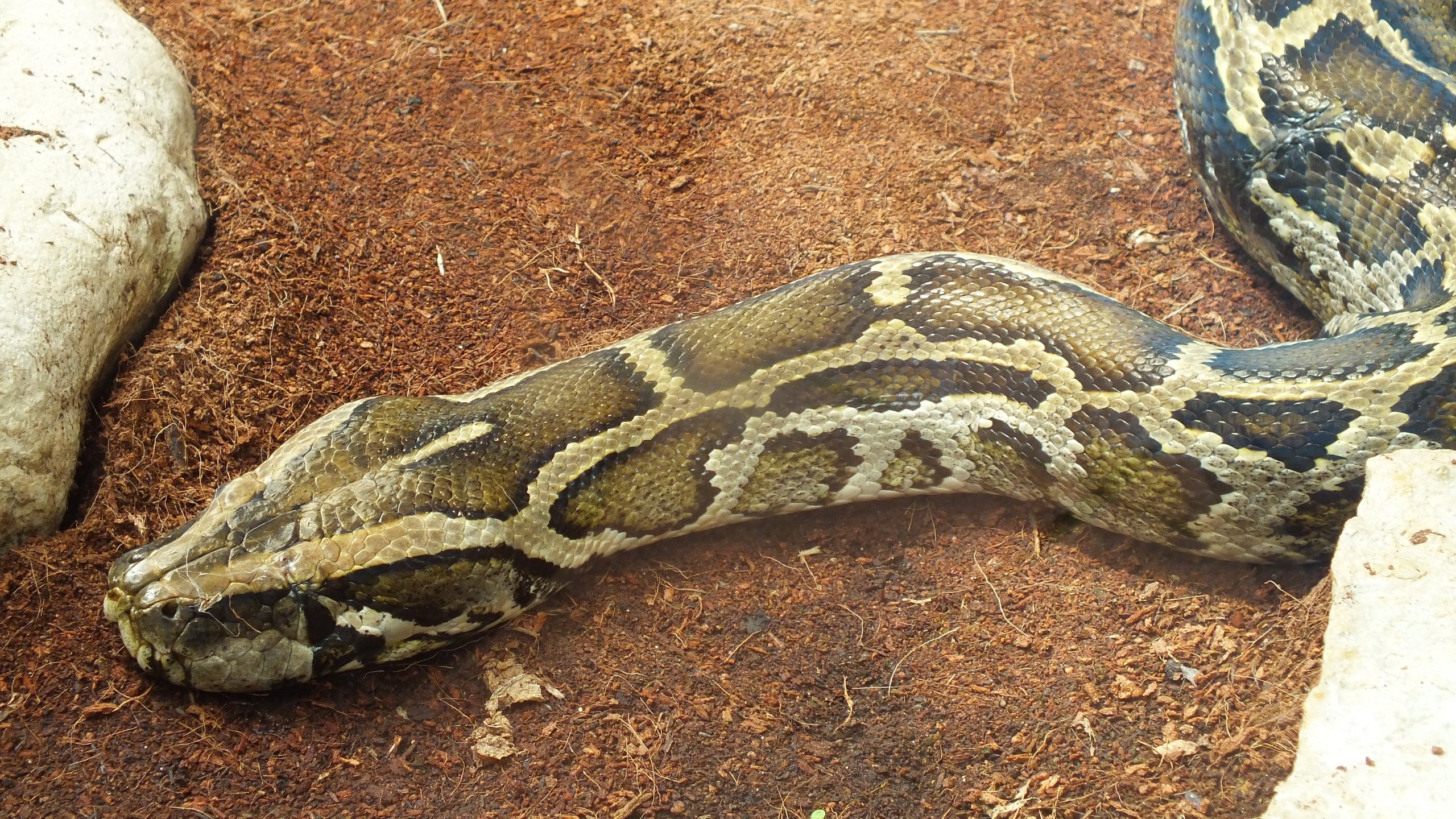 Fonds d'cran Animaux Serpents 