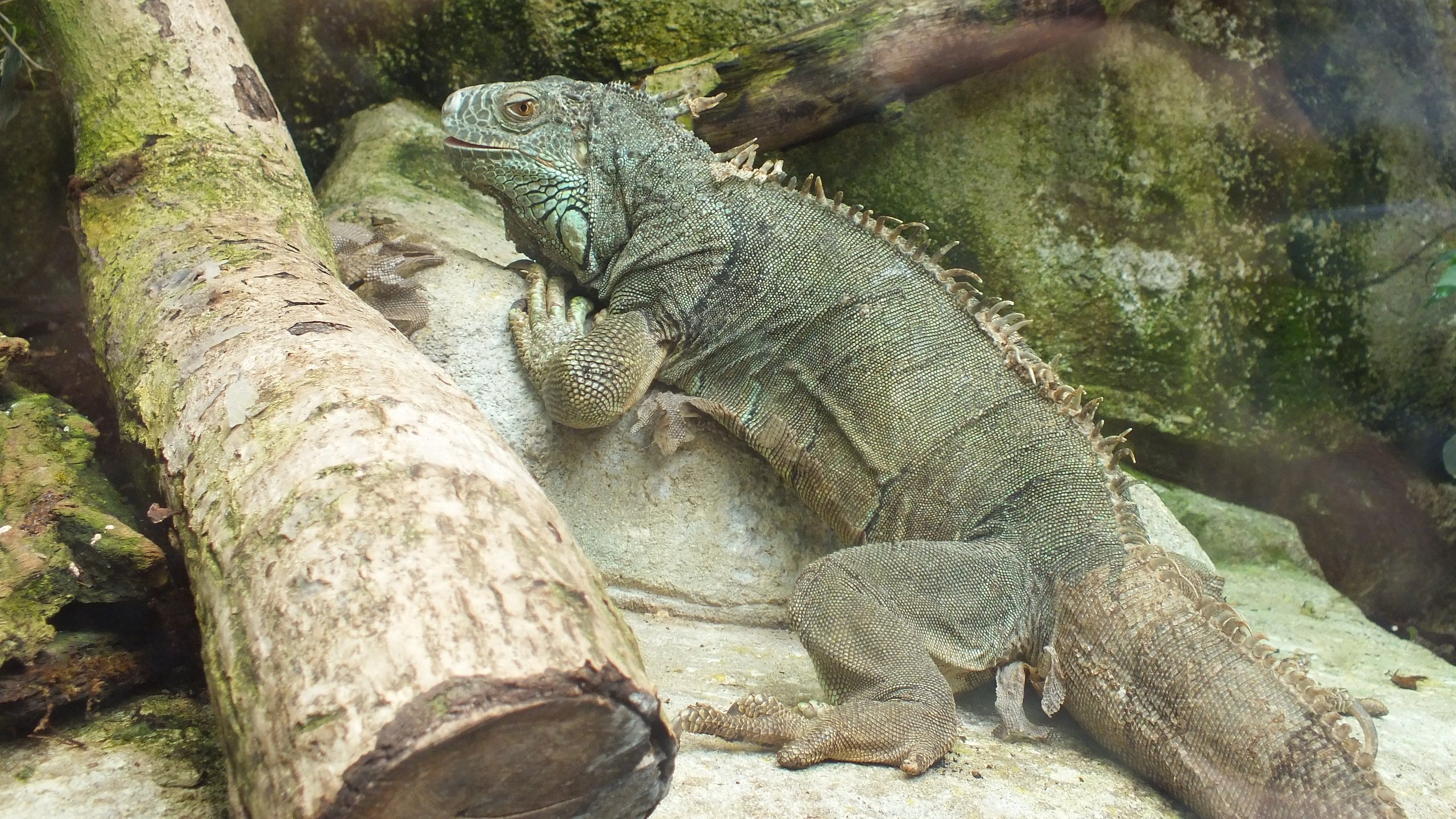 Fonds d'cran Animaux Lzards - Iguanes 