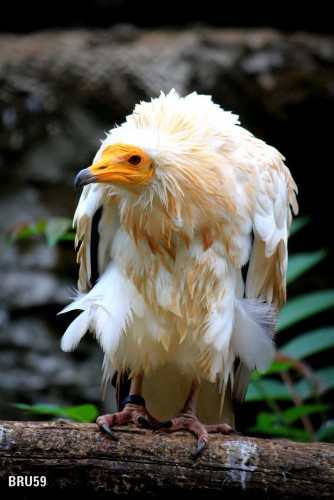 Fonds d'cran Animaux Oiseaux - Vautours Vautour gyptien sur tronc d'arbre