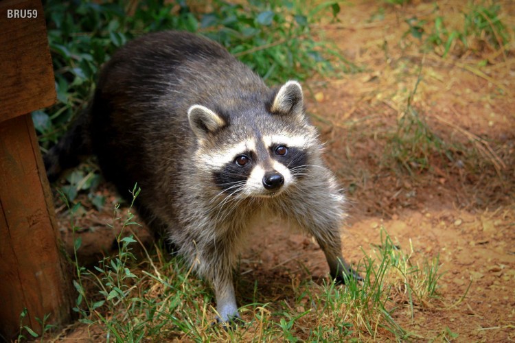 Fonds d'cran Animaux Ratons Laveurs Raton Laveur sur ses gardes