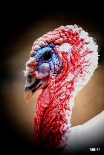 Wallpapers Animals Birds - Turkeys Dindon de profil