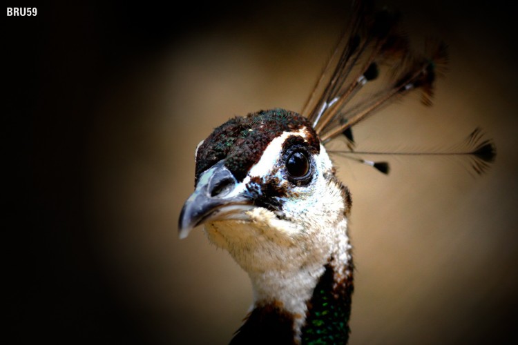 Fonds d'cran Animaux Oiseaux - Paons Paon brun