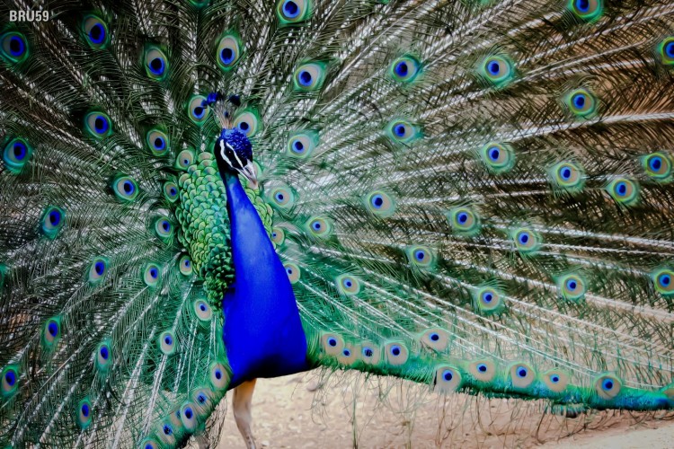 Wallpapers Animals Birds - Peacocks Paon en pleine sance de sduction