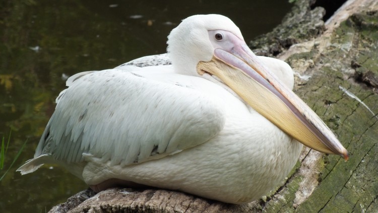 Wallpapers Animals Birds - Pelicans Wallpaper N283944