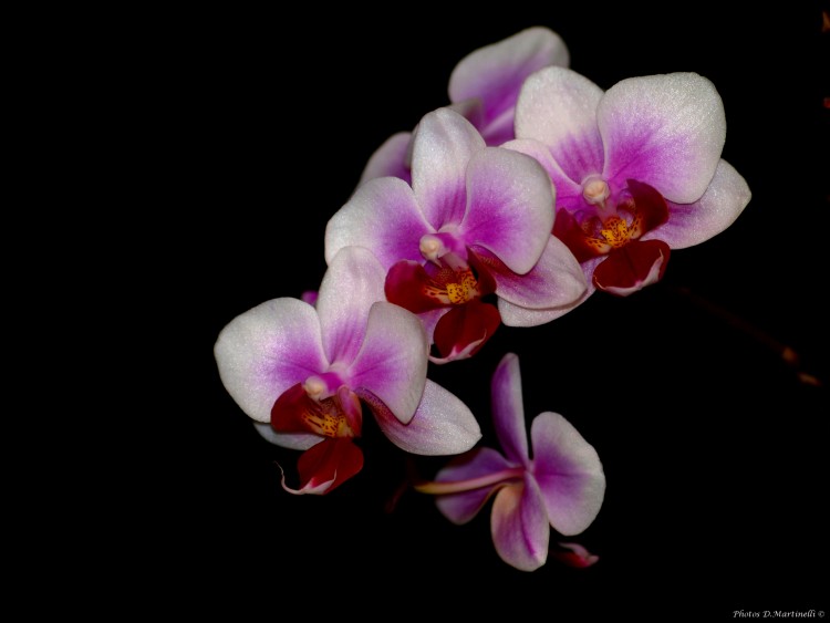 Fonds d'cran Nature Fleurs Phalaenopsis