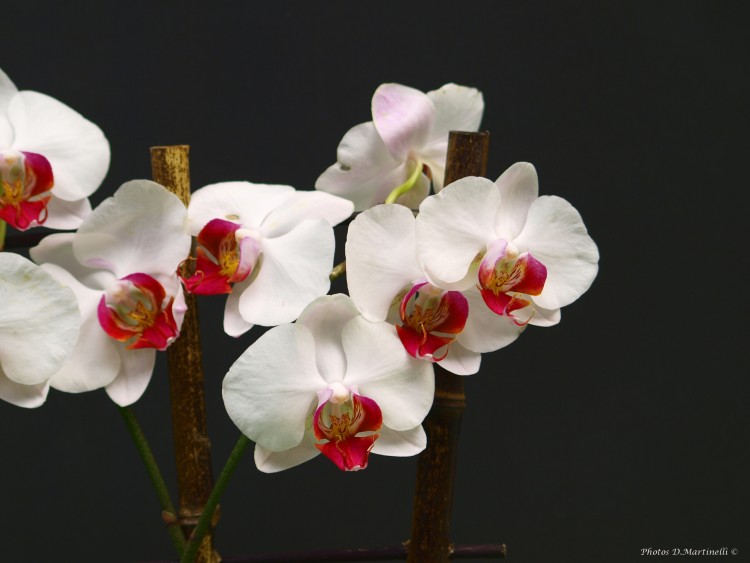 Fonds d'cran Nature Fleurs Phalaenopsis bicolor