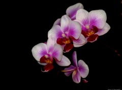 Fonds d'cran Nature Phalaenopsis