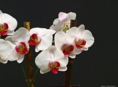 Fonds d'cran Nature Phalaenopsis bicolor