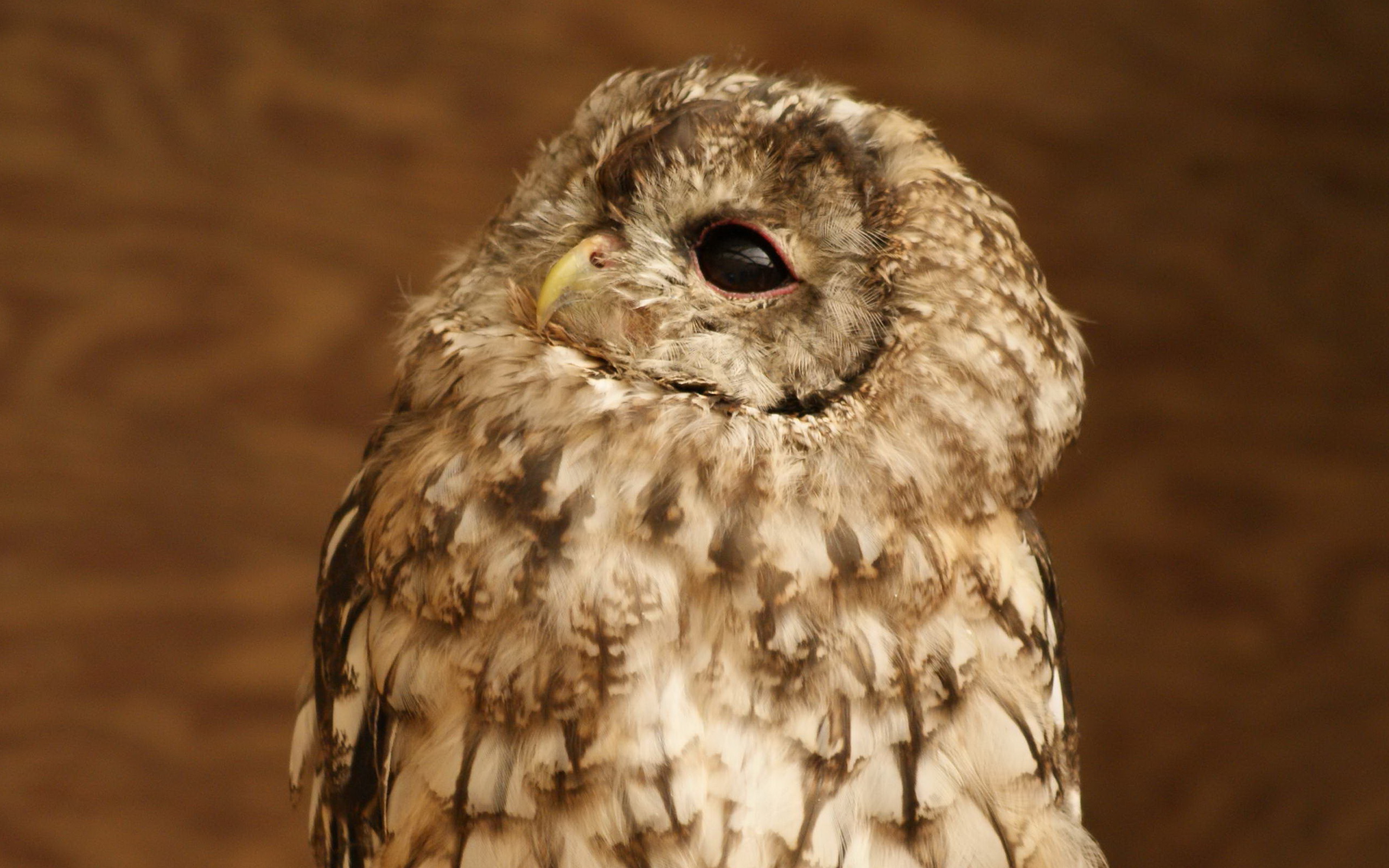 Fonds d'cran Animaux Oiseaux - Hiboux et Chouettes 