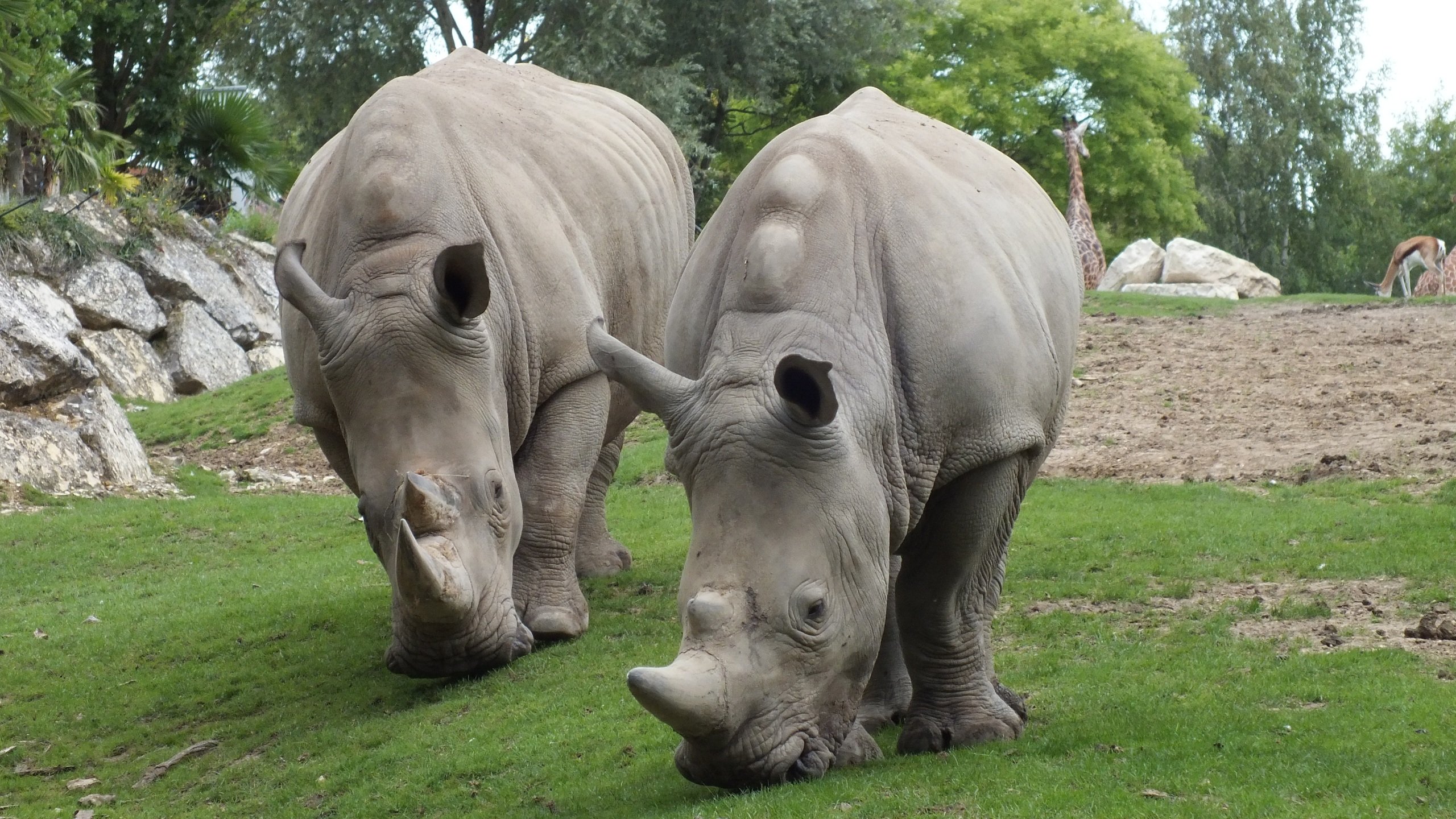 Fonds d'cran Animaux Rhinocros 