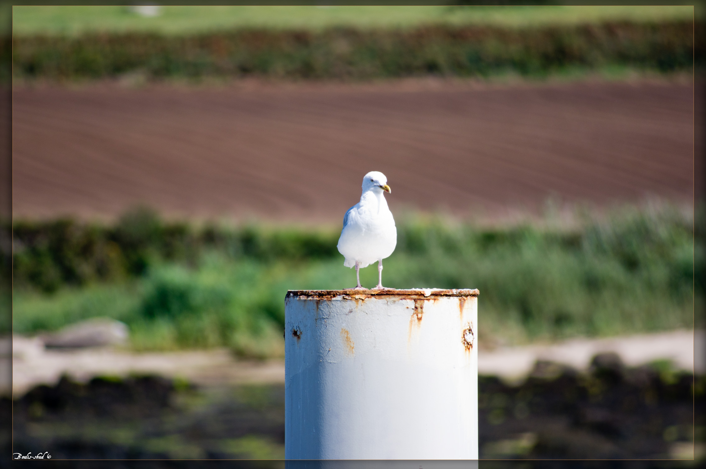 Fonds d'cran Animaux Oiseaux - Mouettes et Golands Goeland