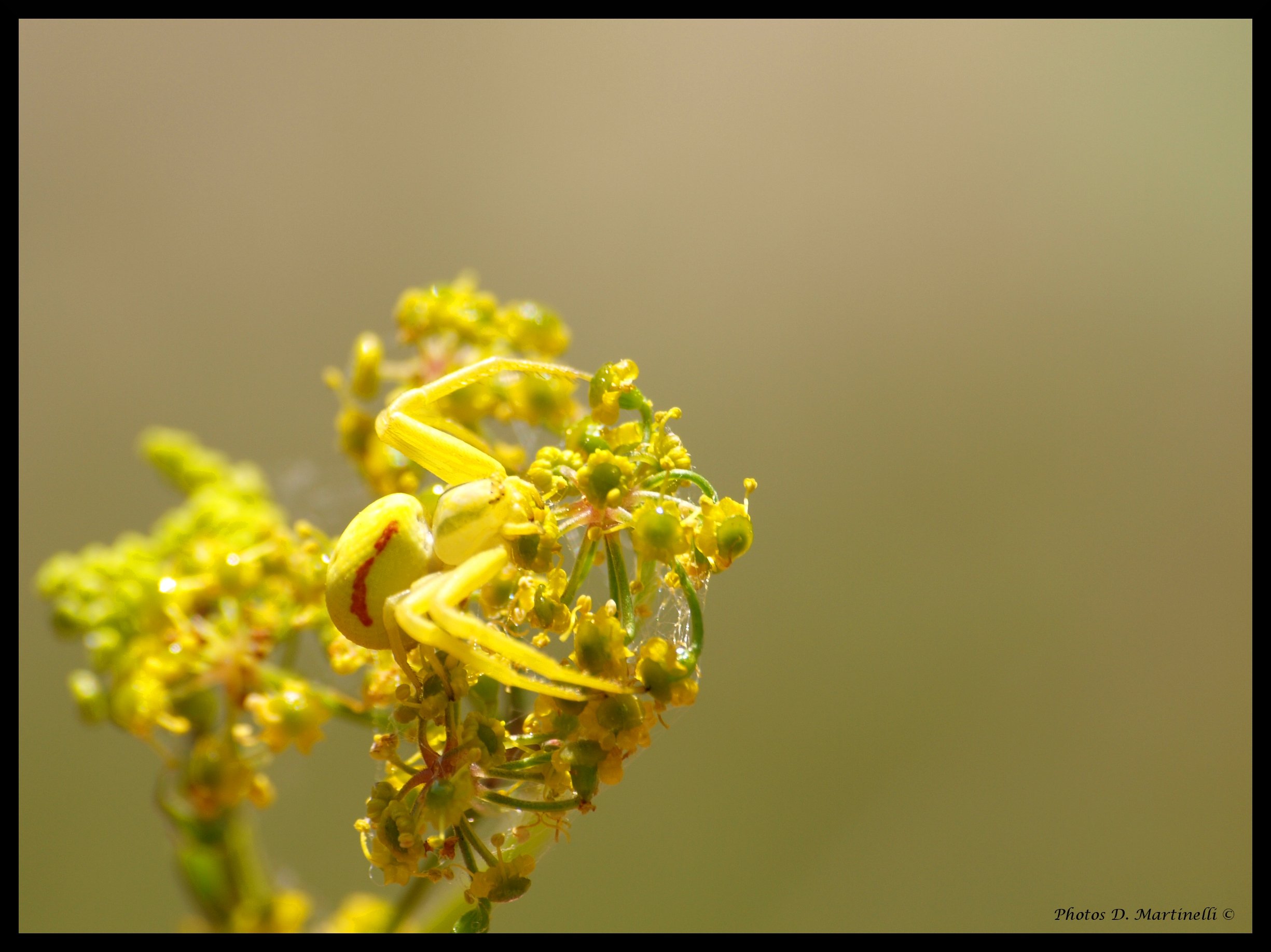 Wallpapers Animals Spiders Camouflage