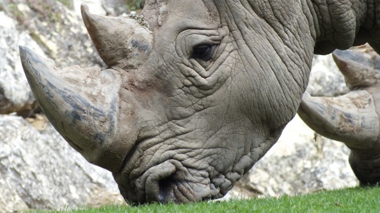 Fonds d'cran Animaux Rhinocros Wallpaper N284009