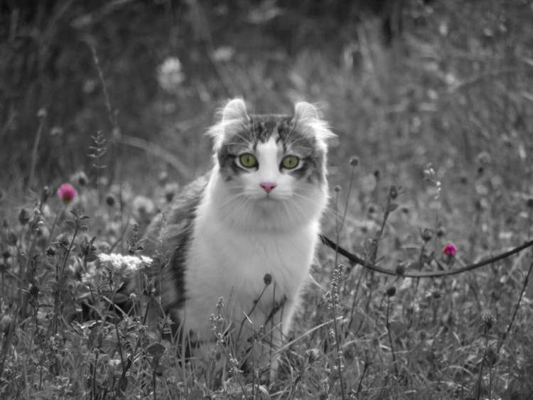 Fonds d'cran Animaux Chats - Chatons obi into the wild