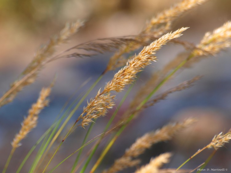 Fonds d'cran Nature Herbes Soufle