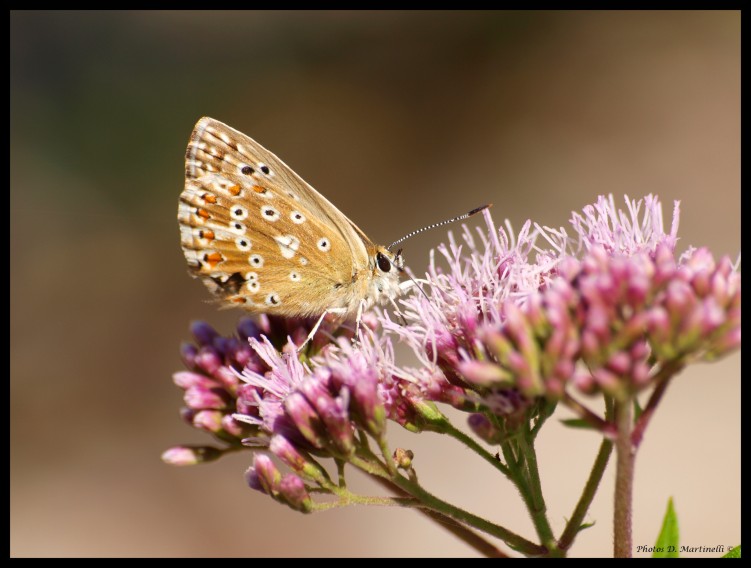 Fonds d'cran Animaux Insectes - Papillons Papillon