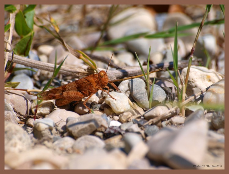 Fonds d'cran Animaux Insectes - Sauterelles et Criquets Sauterelle