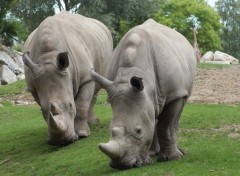 Fonds d'cran Animaux Image sans titre N284010