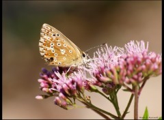 Wallpapers Animals Papillon