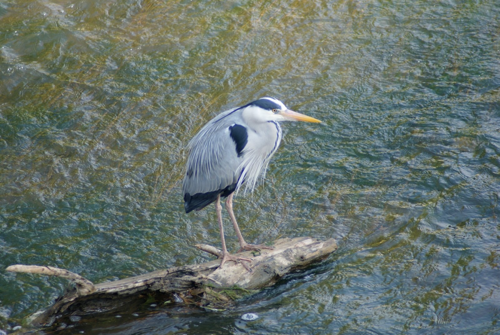 Fonds d'cran Animaux Oiseaux - Hrons 