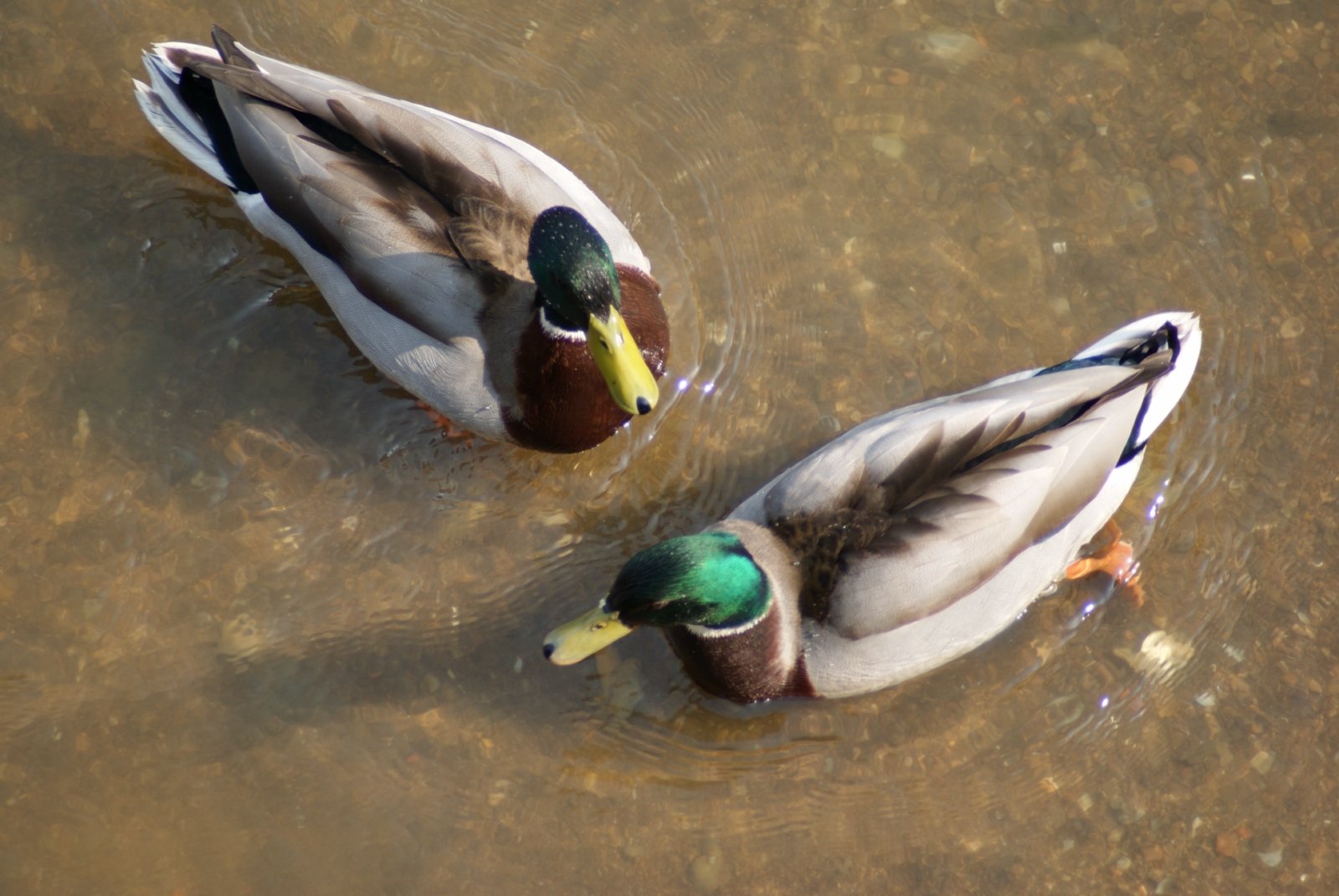 Wallpapers Animals Birds - Ducks 