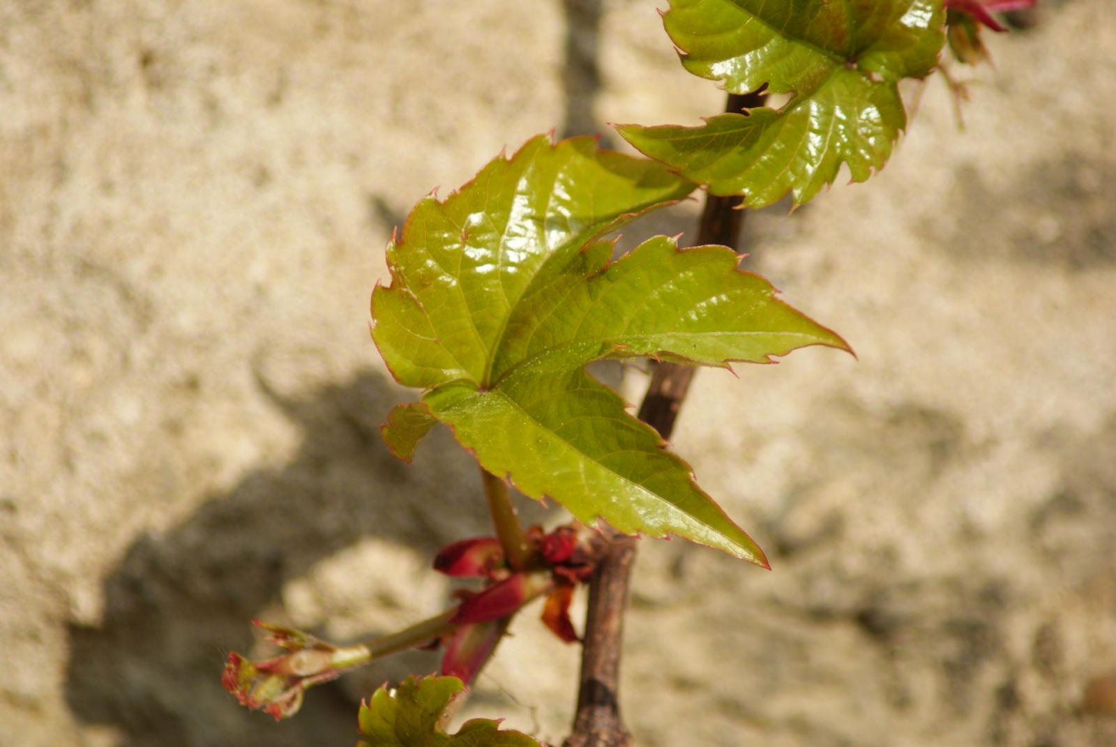 Fonds d'cran Nature Feuilles - Feuillages 