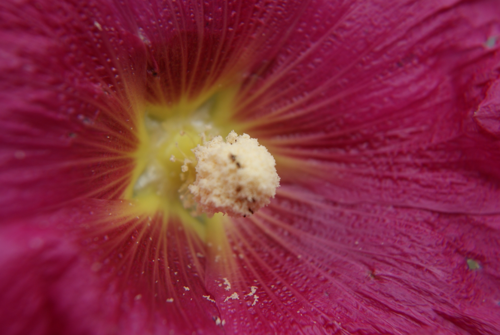 Fonds d'cran Nature Fleurs 