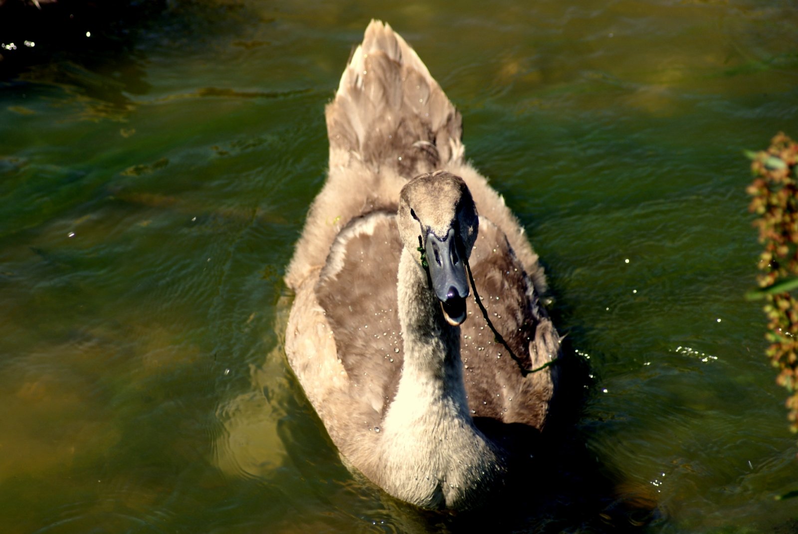 Fonds d'cran Animaux Oiseaux - Cygnes 