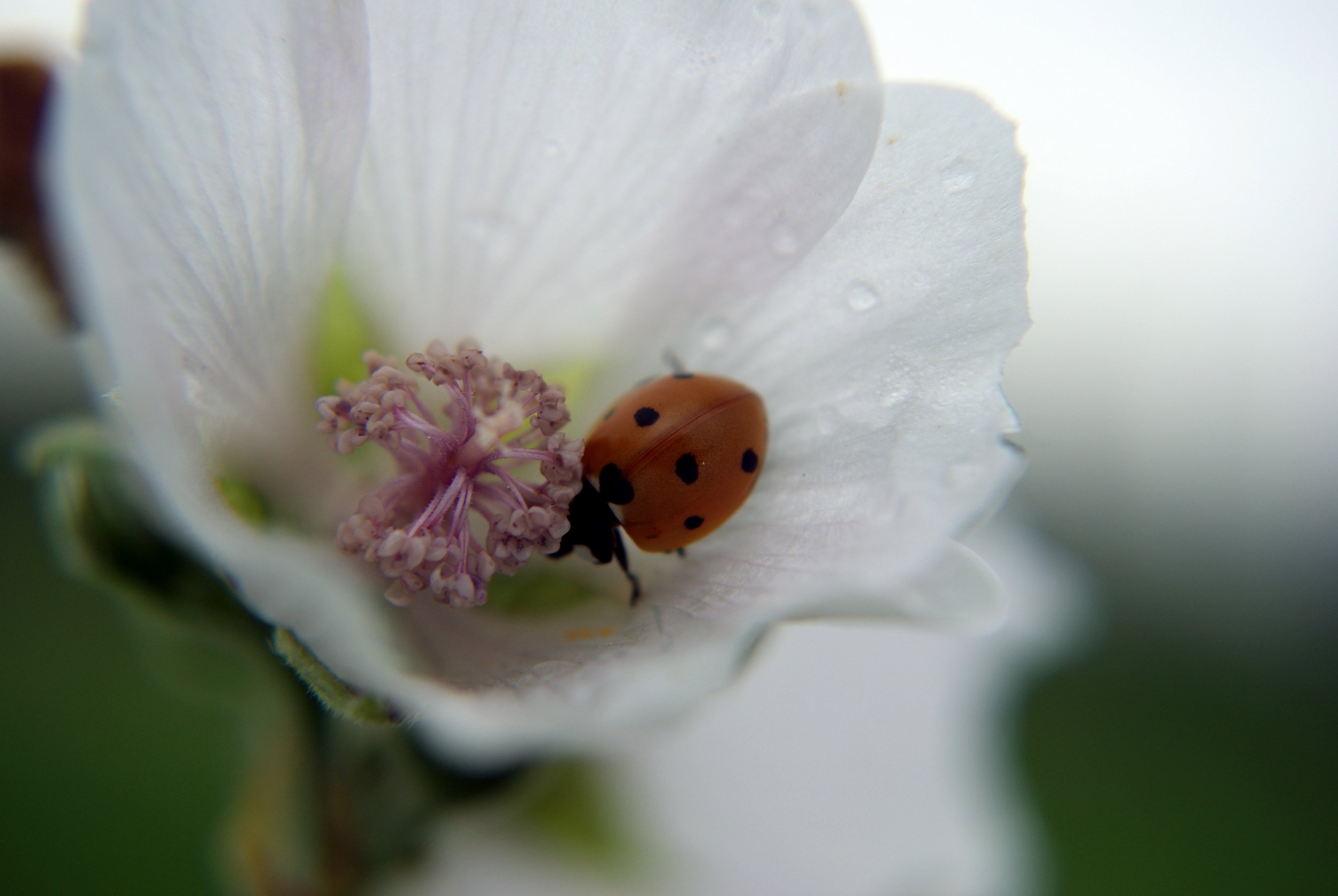 Fonds d'cran Animaux Insectes - Coccinelles 