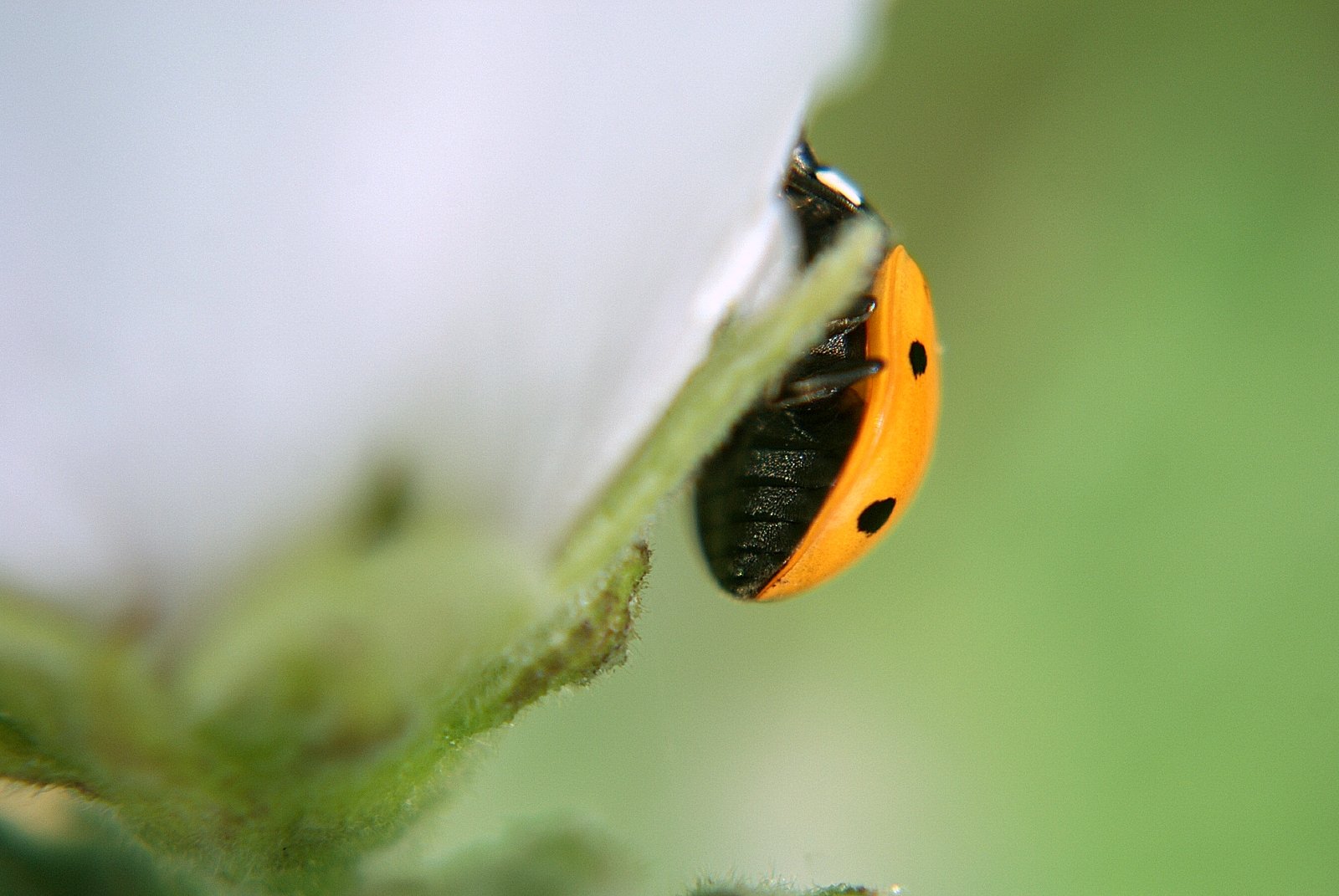 Wallpapers Animals Insects - Ladybugs 