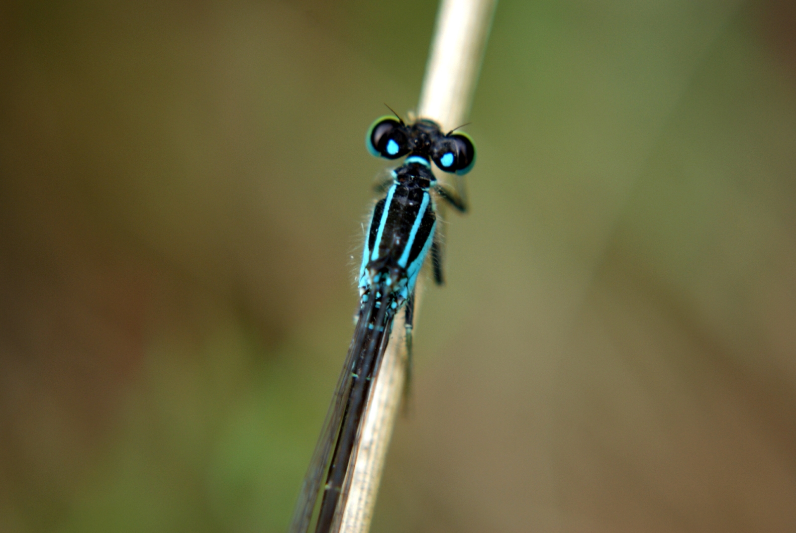 Wallpapers Animals Insects - Dragonflies 