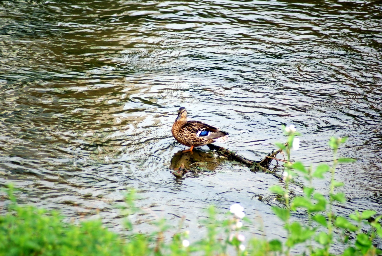 Wallpapers Animals Birds - Ducks 