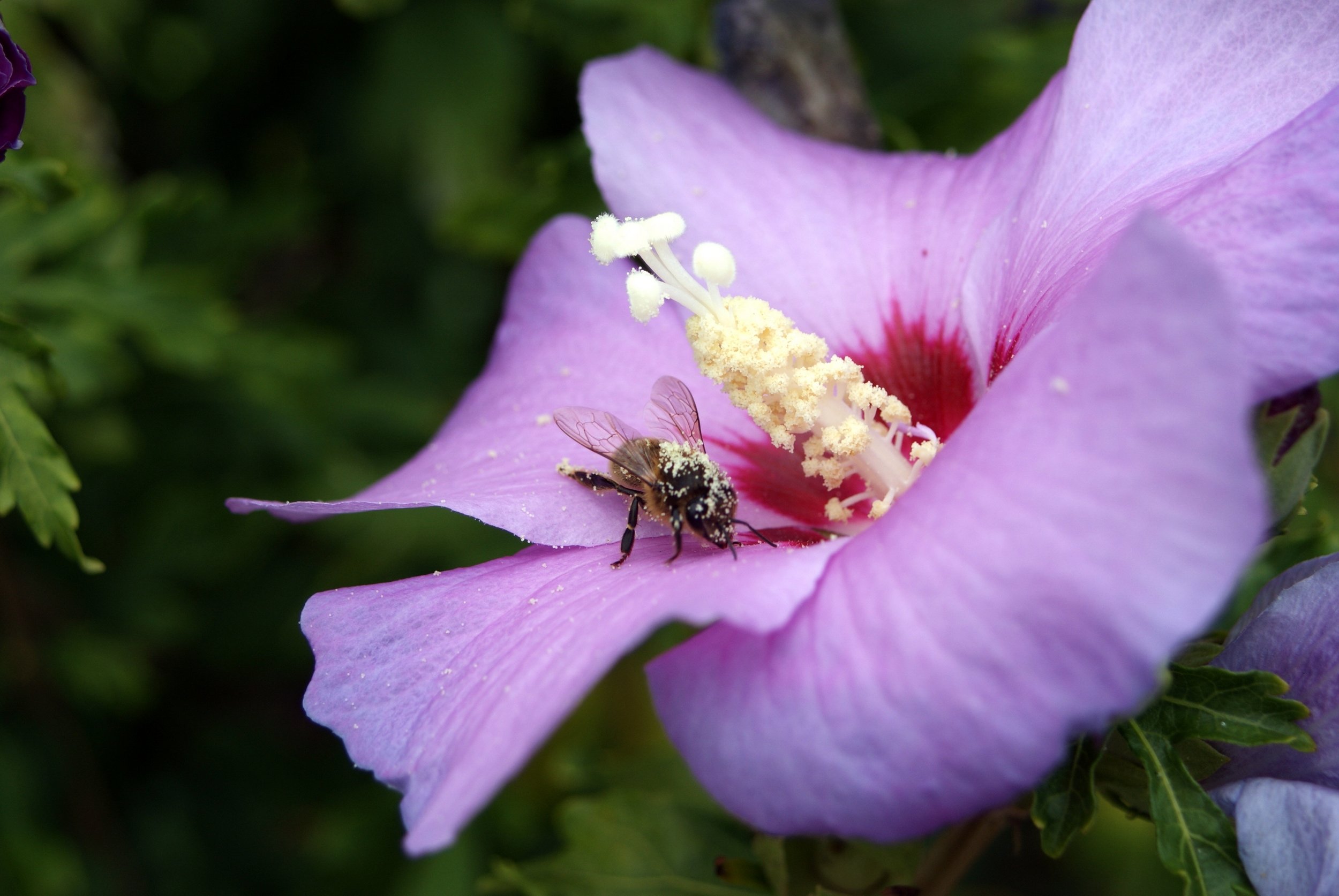 Fonds d'cran Animaux Insectes - Abeilles Gupes ... 