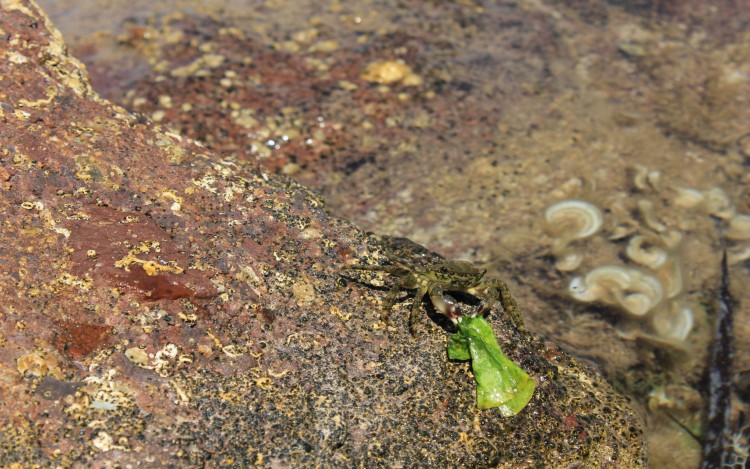 Fonds d'cran Animaux Vie marine - Divers Petit crabe voleur