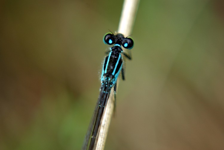 Wallpapers Animals Insects - Dragonflies Wallpaper N284057