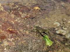 Fonds d'cran Animaux Petit crabe voleur