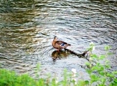 Fonds d'cran Animaux Image sans titre N284065