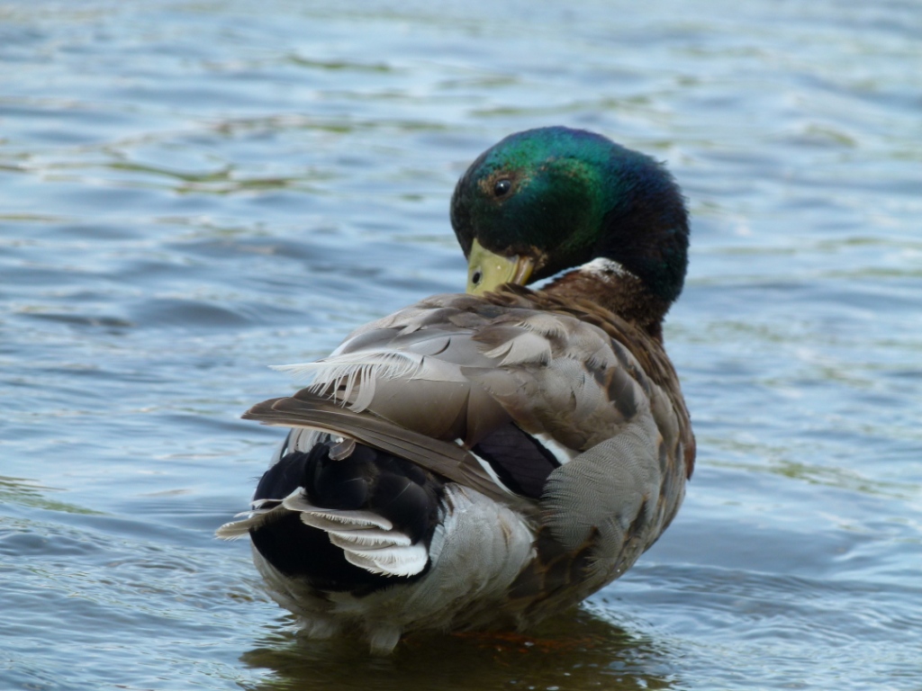 Wallpapers Animals Birds - Ducks Canard