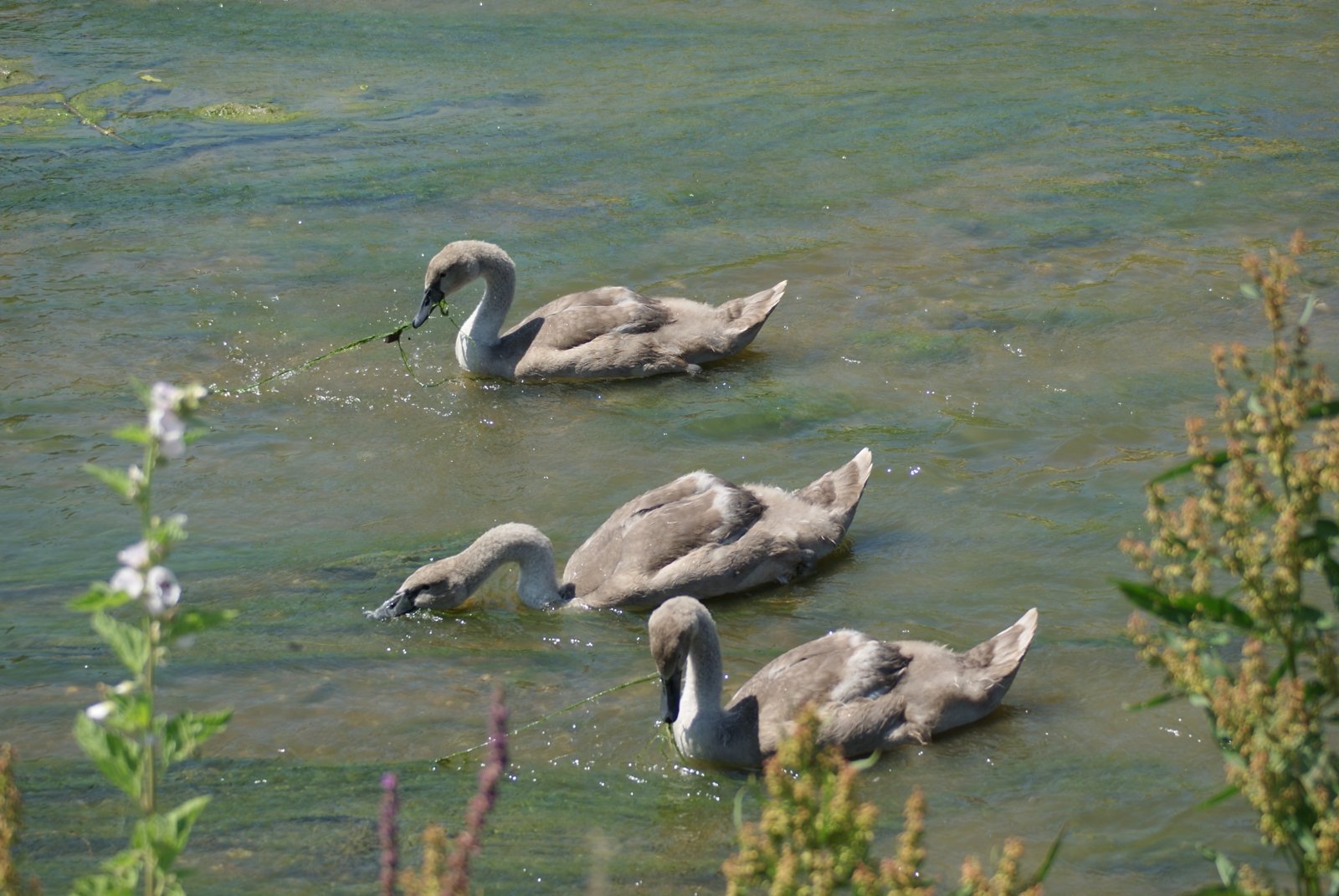 Fonds d'cran Animaux Oiseaux - Cygnes 