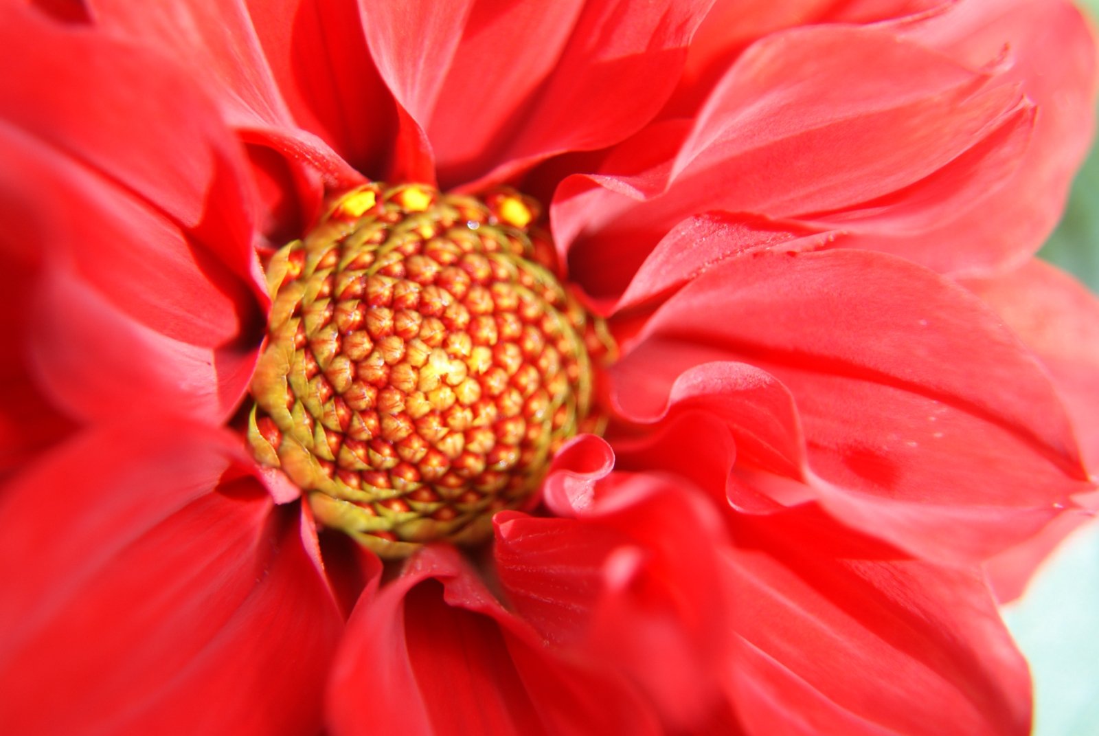 Fonds d'cran Nature Fleurs 