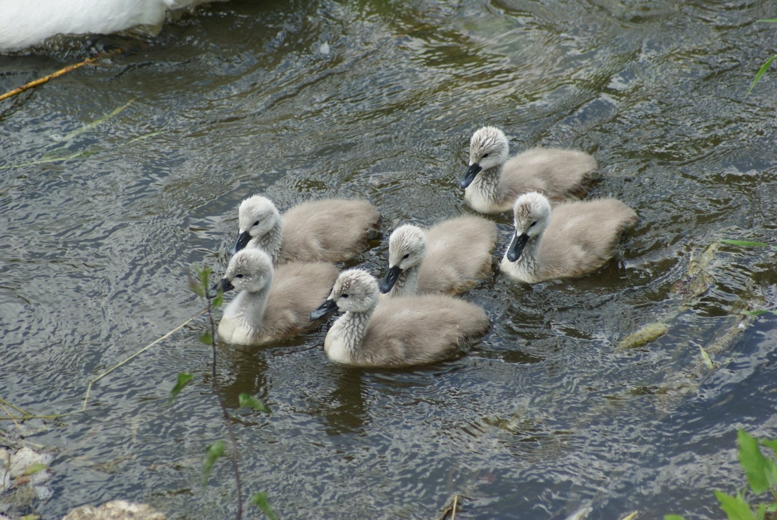 Fonds d'cran Animaux Oiseaux - Cygnes 